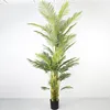 2.4-meter areca palm, 5 stems, 36 leaves