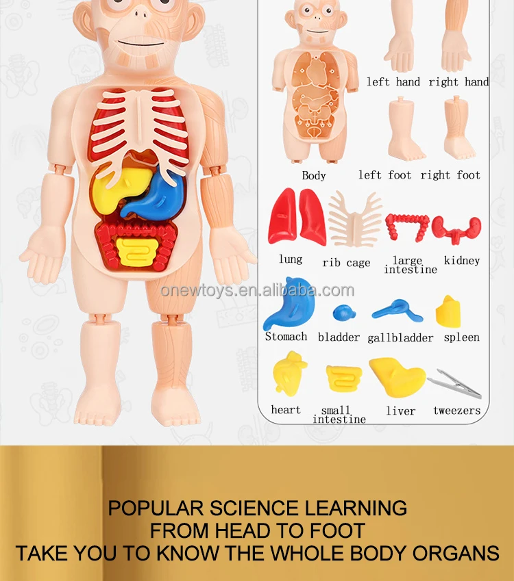 Anatomy Models Bundle Set Kids Stem Toys Montessori Early Educational Toys Science Kit For