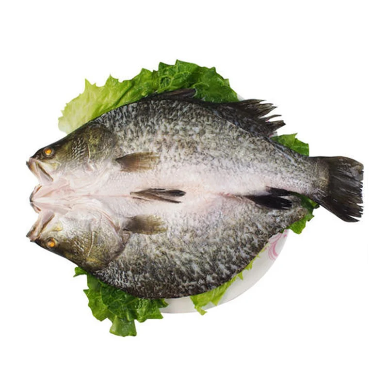 Iqf Frozen Barramundi Seabass Fish For Thailand Market Buy Frozen Barramundi Frozen Barramundi Fish Frozen Barramundi Seabass Product On Alibaba Com