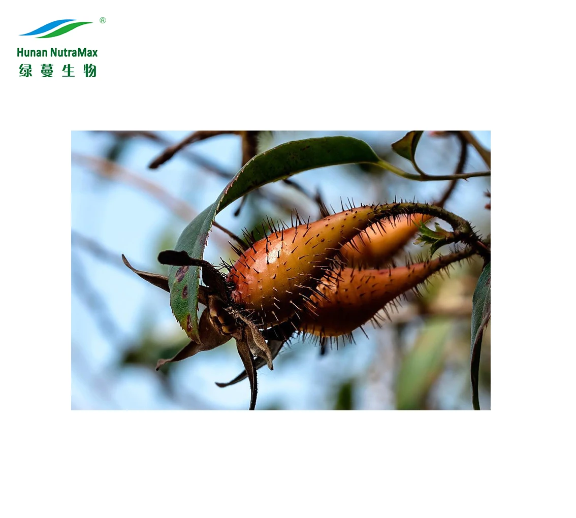 high quality cherokee rose seeds powder rosa laevigata seeds