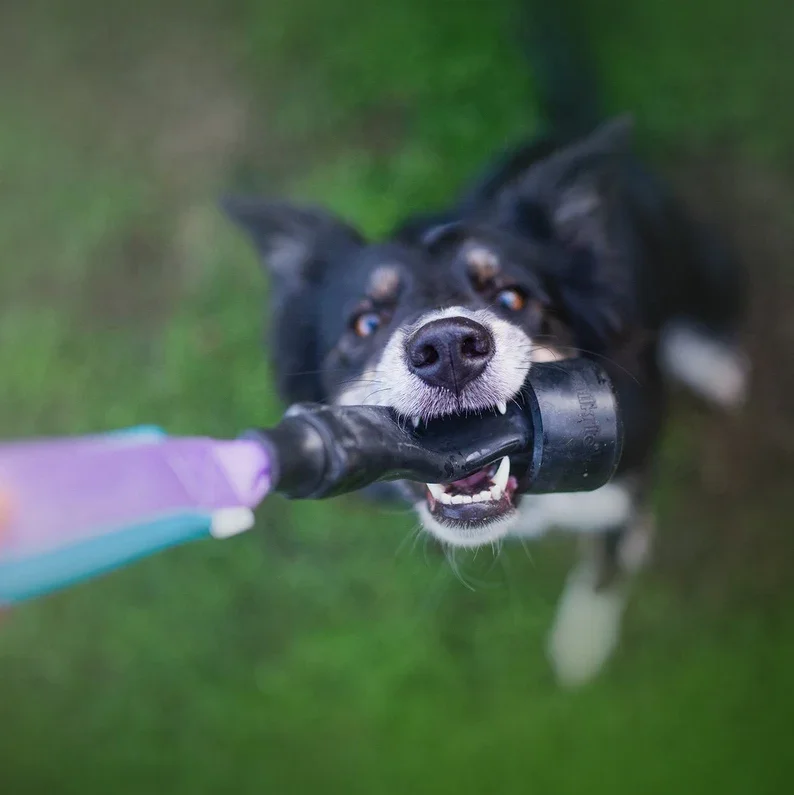 dog tugs for sale