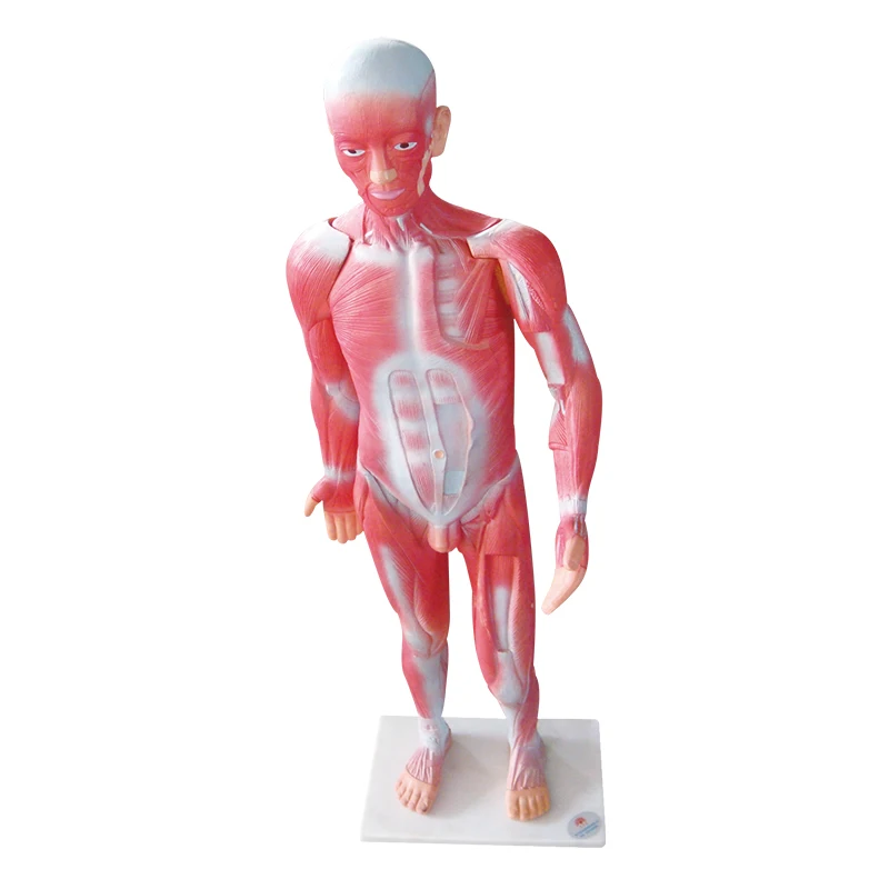 人体解剖学モデル医療教育3d筋肉解剖学モデル Buy 人体解剖モデル 筋肉解剖モデル 人間の筋肉解剖モデル Product On Alibaba Com
