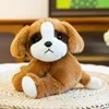 Saint bernard