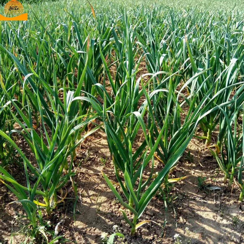 Automatic Type 5 Rows Garlic Seed Planter Garlic Seeder Machine
