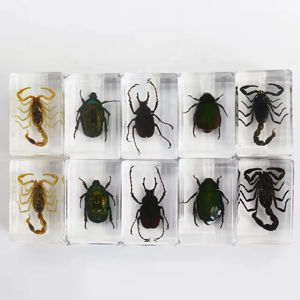 昆虫標本 クリスタルガラス クリスタルレジン昆虫標本教育用品レジンアンバーブロックの真の