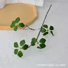 Guanyin Lotus without flowers - Small stem 45CM