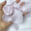 petalo di rosa rosa baby