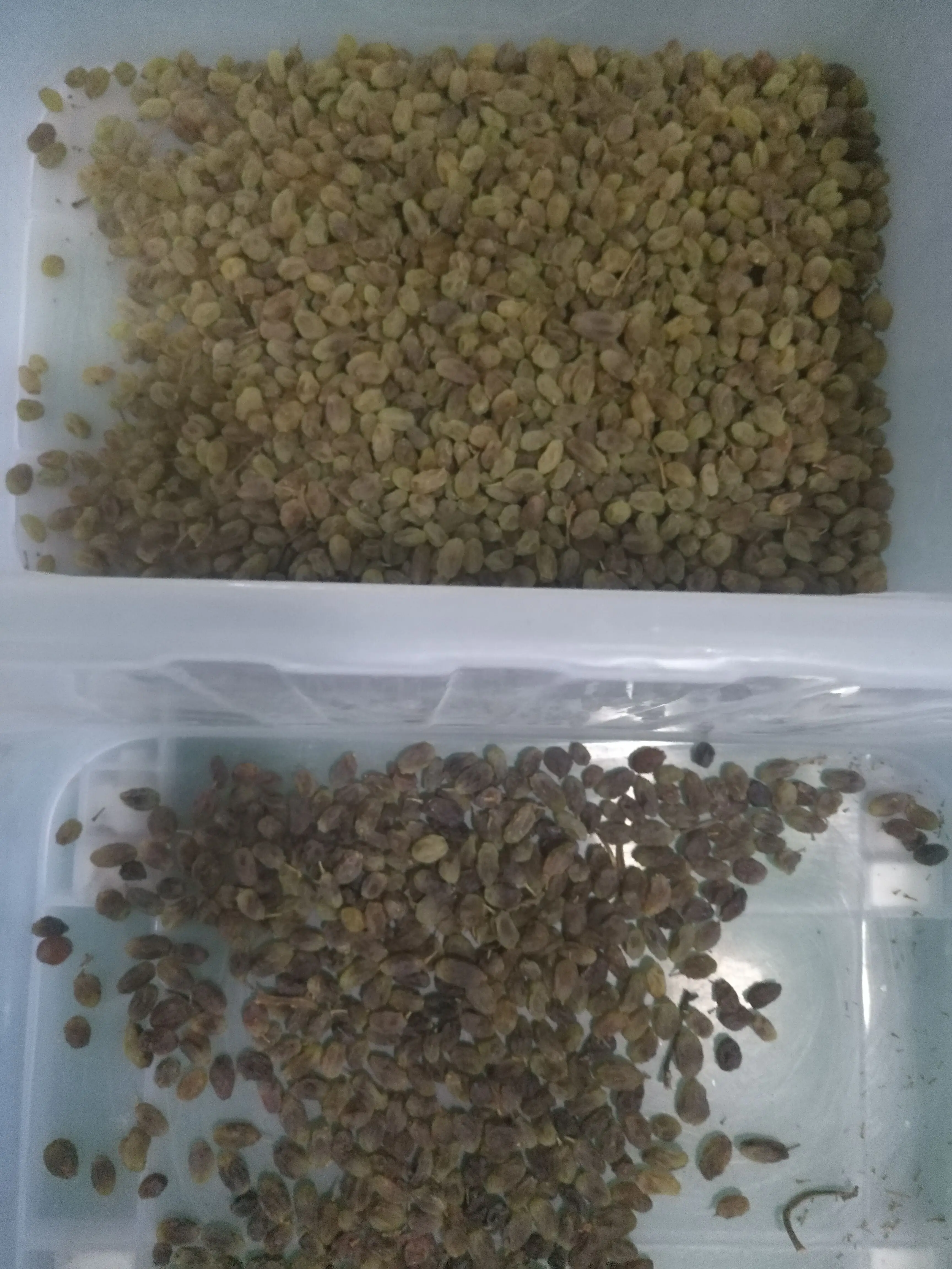 Wenyao 5 Chute Top Quality Color Sorter Fast Delivery Large Capacity Nut Raisin Color Sorting Machine for Fresh and Dried Fruit 9