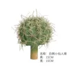 Pequeño cactus de espinas blancas