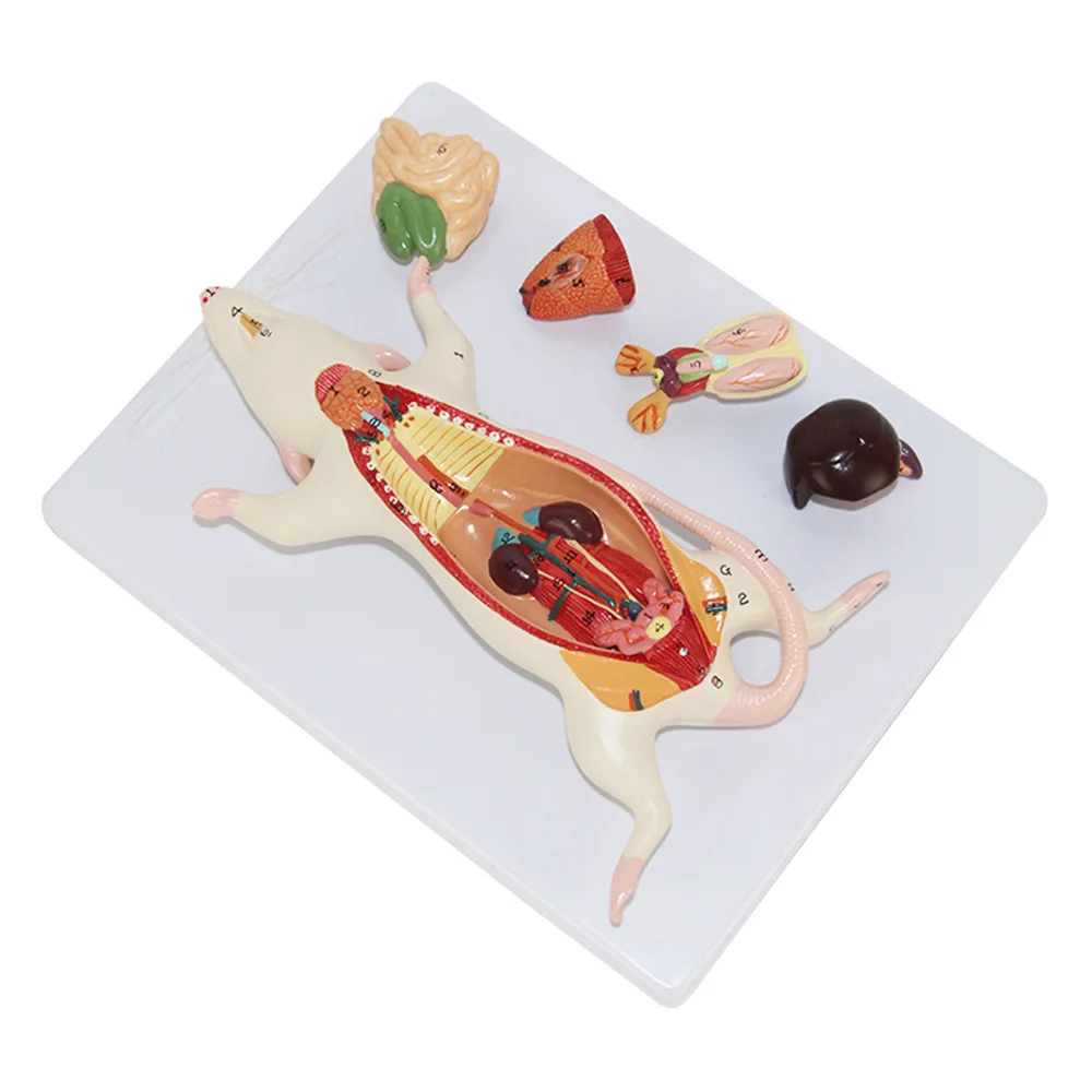 ラットマウス Amazon.co.jp: ARTISAN NINJA FX ゼロ MID L (FX-ZR-MD-L