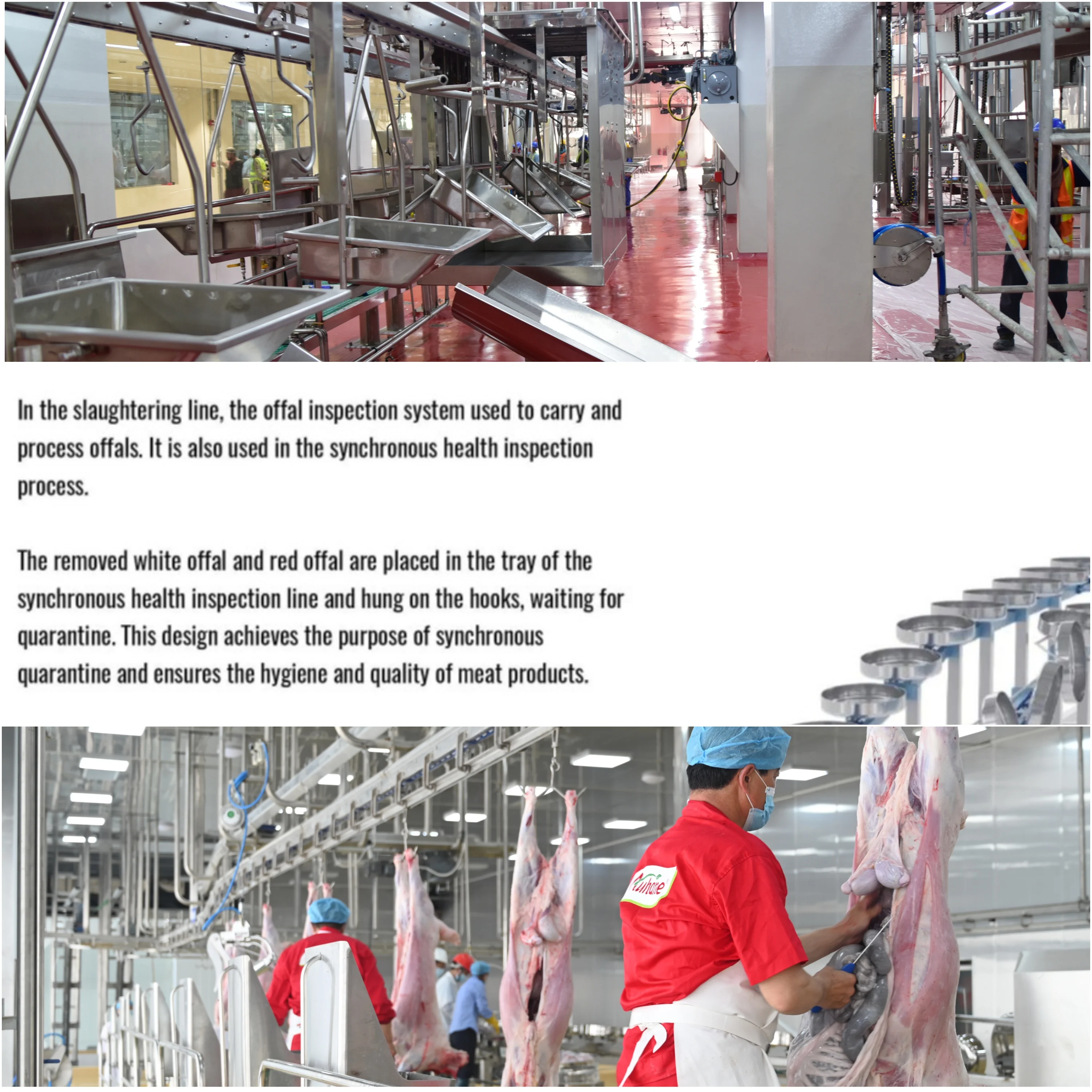Turnkey Project Industrial Sheep Slaughtering Line Large Scale Automatic Mutton Processing Equipment Set