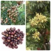 Confezione in pellicola trasparente ppd ecologica: 10 frutti di longan