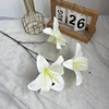 3-head lily flower-white