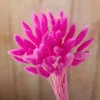 Couleur Rose rouge