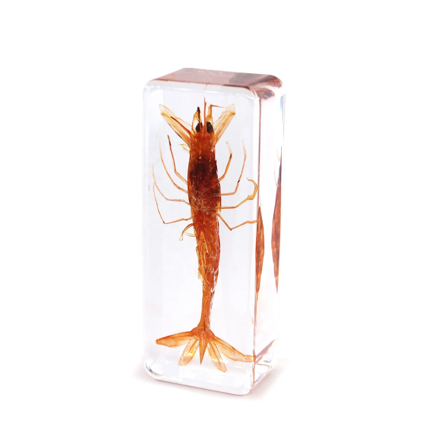 Китайская фабрика образцы креветок из смолы для детей Обучающие учебные