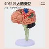 Mini modèle de cerveau à assembler 4D