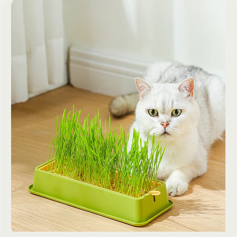 Cat Grass Growing Kit Cat Grass Planter Cat Grass Buy Cat Grass Box
