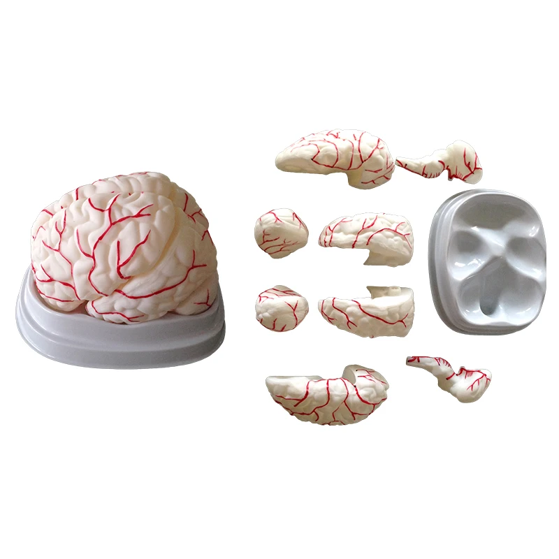 Anatomisches Menschliches Gehirn Modell Schule Pädagogisches 