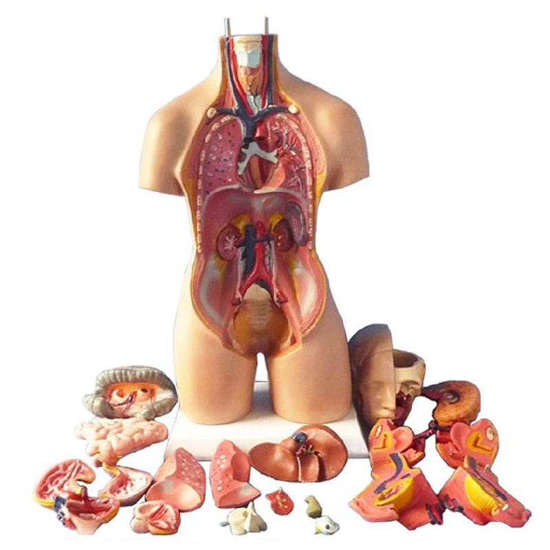 55 Cm Unisex Human Anatomy Medical Torso Model 20 Parts For Teaching