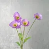 Pourpre
