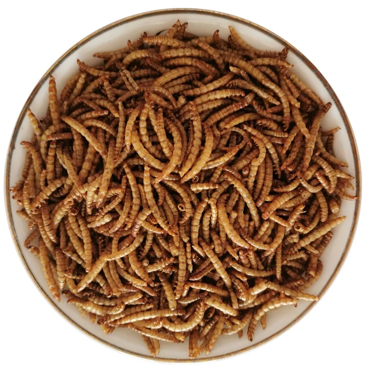 insect food edible mealworms crispy and delicious - buy mealworm