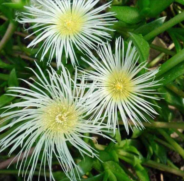 南アフリカカンナsceletium tortuosumカンナパウダーカンナリーフ