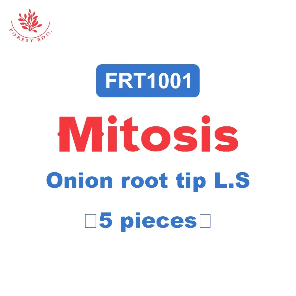 Prepared Microscope Slides Onion Root Tips Cell Mitosis 5 Pcs Set Showing All Stages Clearly for Plant Genetics Biology Science