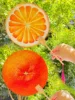 Abanico naranja [1 pieza]