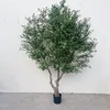 Olivo decorativo de 230 cm, estilo especial.