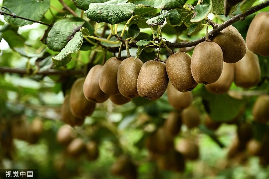 Freeze Dried Kiwi Wholesale | Bulk Kiwi Supplier Hc9910a6840e14b4c8a242eae02a4b887H