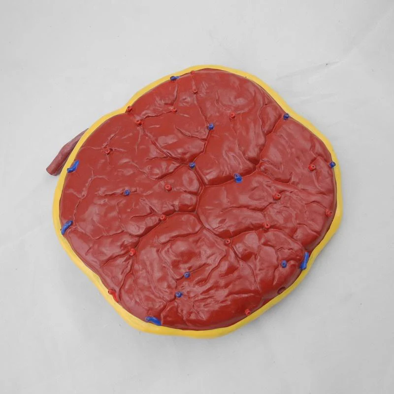 Anatomical Model Placenta and Umbilical Cord Infant Placenta Model with Umbilical Cord for Nursing Training