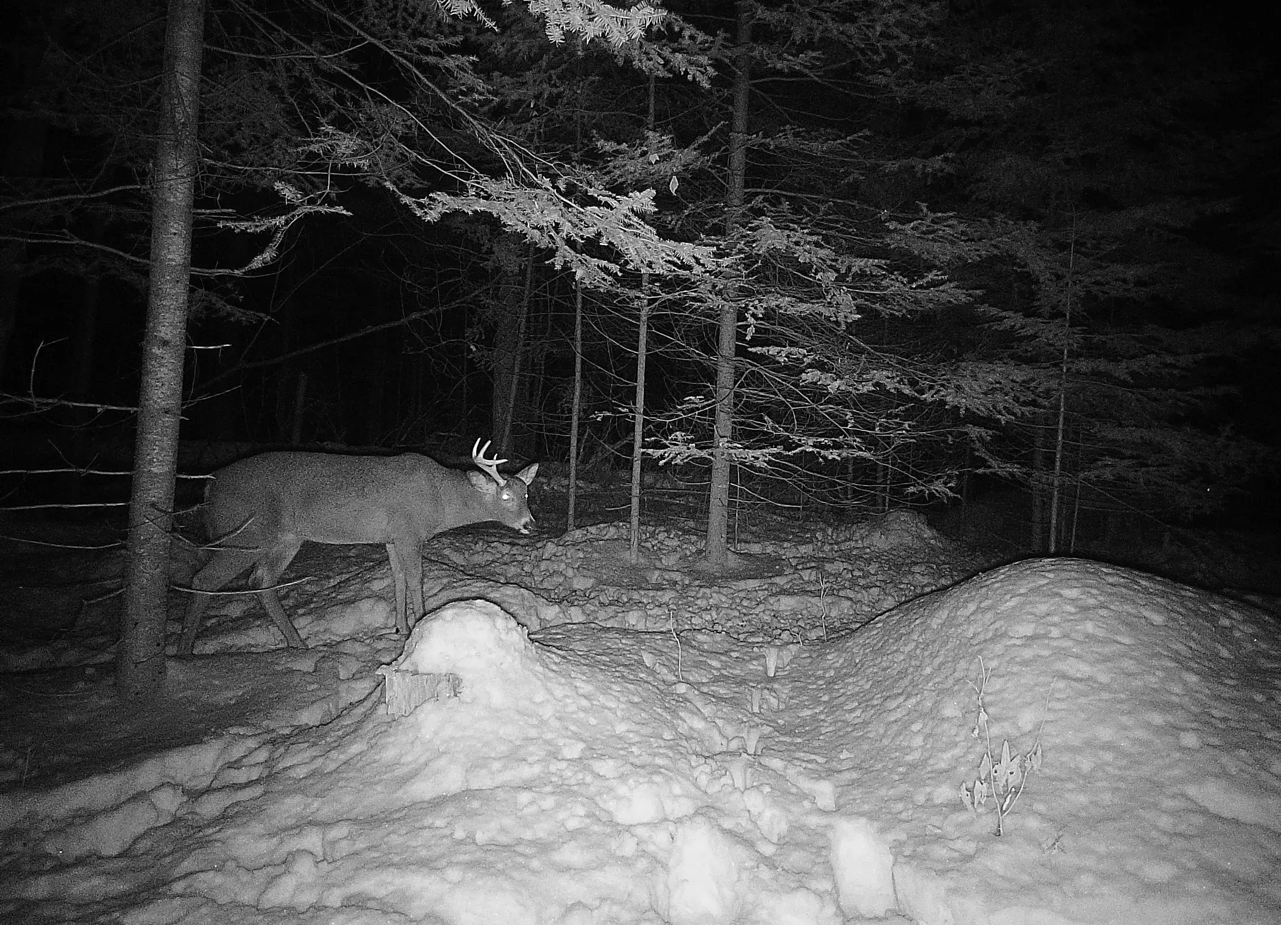 Hunting Camera 4g 3g 2g Trail Cam Lte Solar Panel For With Cellular