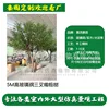 5m tall fiberglass three-pronged olive tree (deposit link)