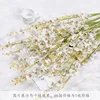 White Dancing Orchid Single Stem