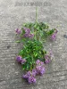 22#-5 fork edelweiss-purple