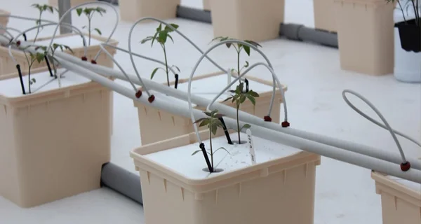 dutch bucket system