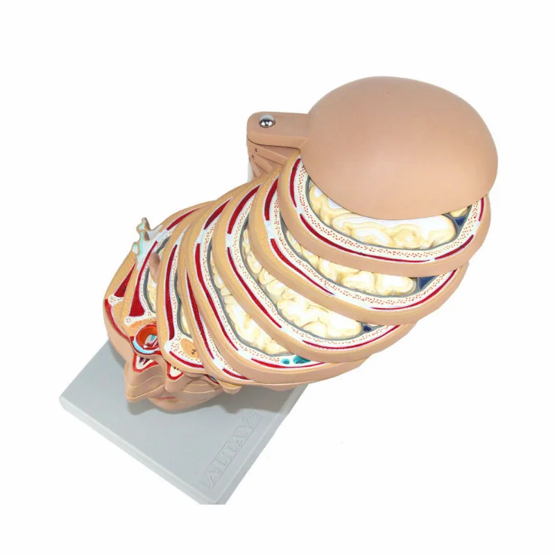 Medical Teaching Model Head Section Model  Horizontal Section 12 Pieces  Human Brain Model Head Anatomy