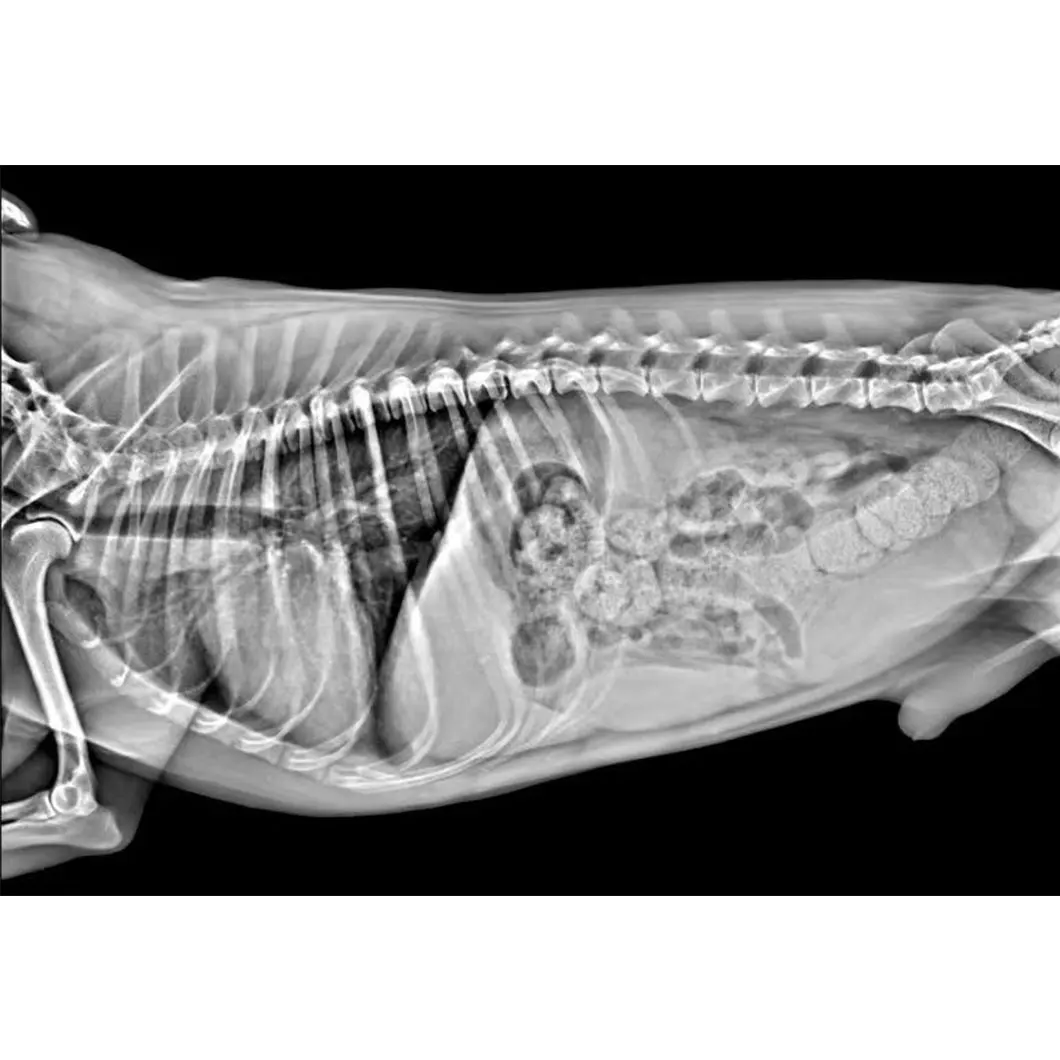 Waleeta Veterinary X-Ray Machine High Frequency Quality