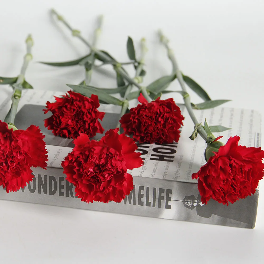 Fresh Cut Flower Bulk China Agriculture Ornamental Plants Fresh Cut Flowers Red Carnation Buy
