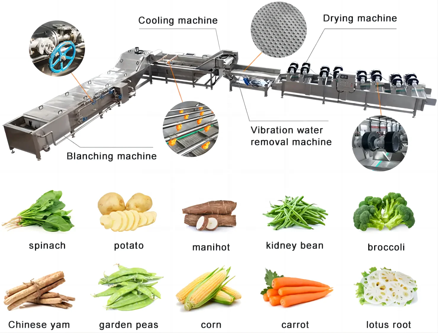 DZJX Continuous Water Bubble Fruit and Vegetable Papaya Aloe Vera Apple Wash Peeling Cleaning Washing Machine