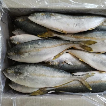 fish maw wholesale frozen horse mackerel yellowtail scad