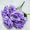Viola