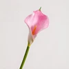 50cm Pink