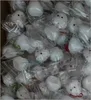 Peluche Squishy a Forma di Pulcino (Bianco): Modello Casuale