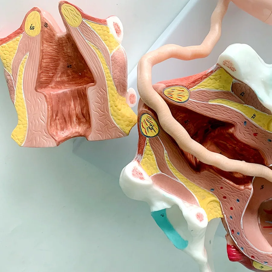 Detachable Anatomical Model of Full-Term Fetal Delivery Model of Neonatal Delivery Process
