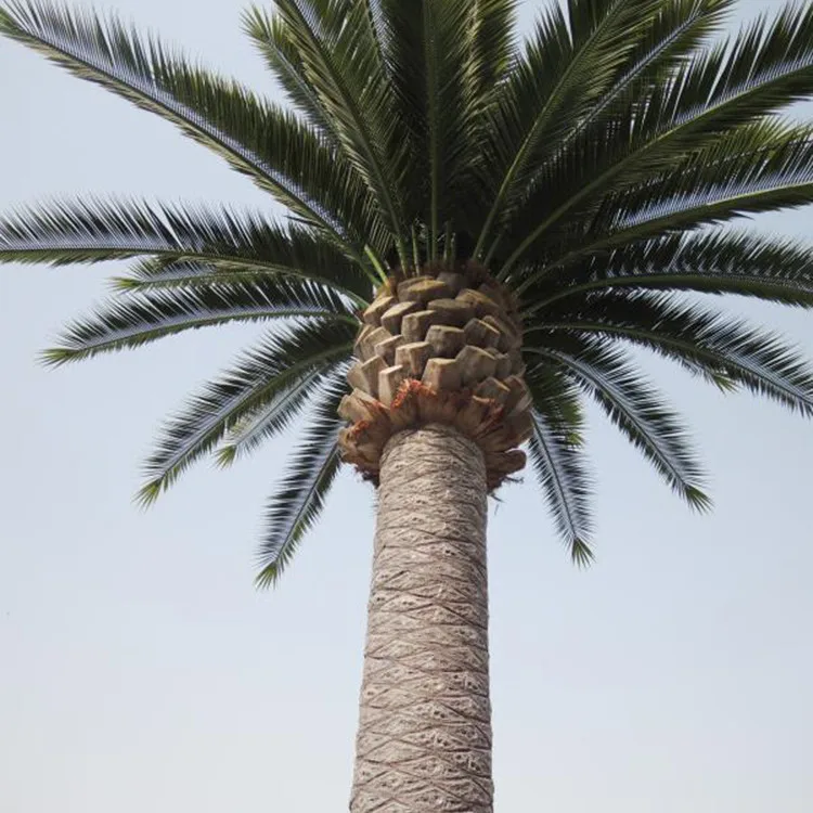 Artificial Fake Fan Palm Tree Leaves Barhi Date Palm Tree in Saudi Arabia