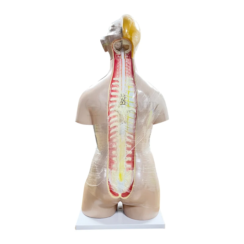 SY-N01801 Dual-Sex Torso-27 Parts PVC Manikin for Medical Training