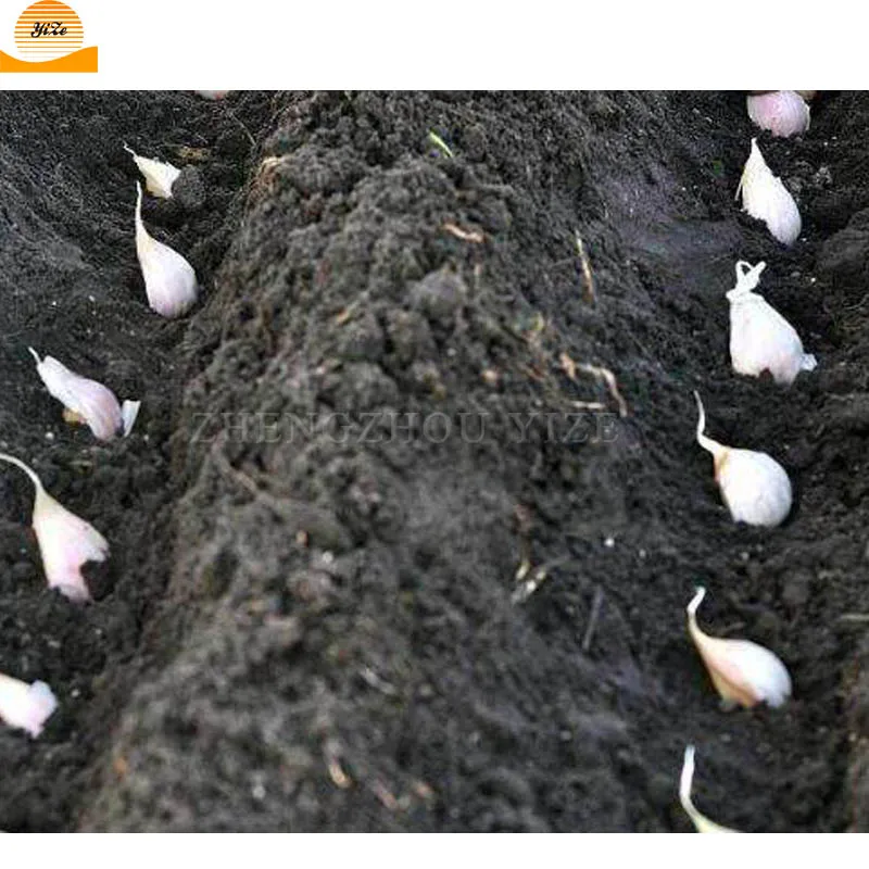 Automatic Type 5 Rows Garlic Seed Planter Garlic Seeder Machine