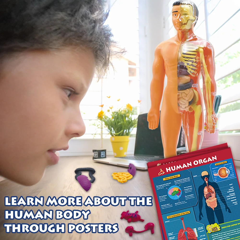 The Complete Human Body: the Definitive Visual Guide Human Body Model for Kids Resources Human Assembly Skeleton Body