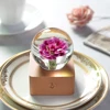 Pink Carnation